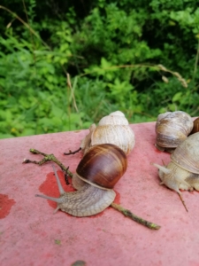 einen- gang- runterschalten einen- gang- runterschalten
