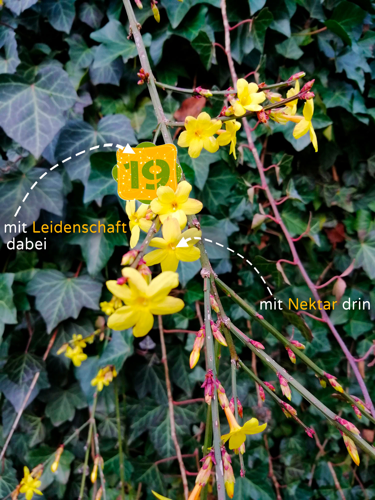 jasmin-n19-aufbluehen jasmin-n19-aufbluehen